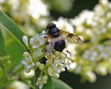 Volucella pellucens, hoverfly, female, Alan Prowse